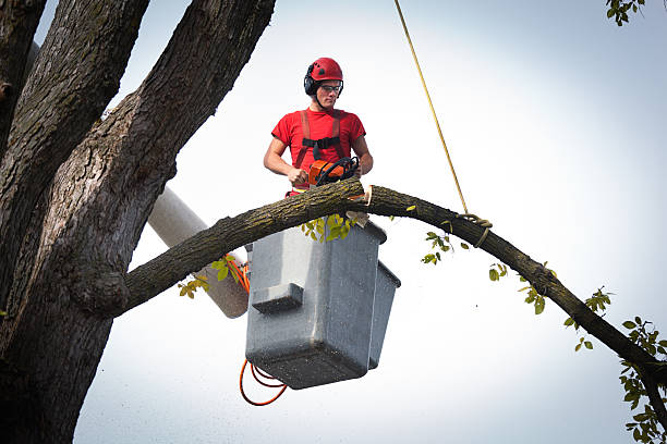 How Our Tree Care Process Works  in Girard, OH