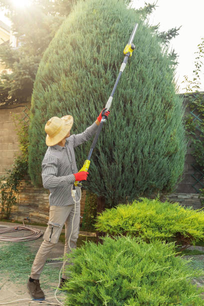 Professional Tree Services in Girard, OH